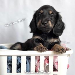 Roma - Black and cream female Dachshund puppy in Chandler, Arizona from Vonaducci Doxies, LLC.