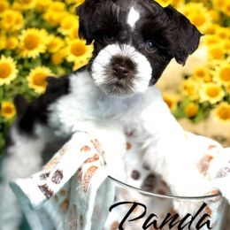 Panda - Parti Miniature Schnauzer puppy in Glenn Heights, Texas from Marvelous Mannered K9s of Texas