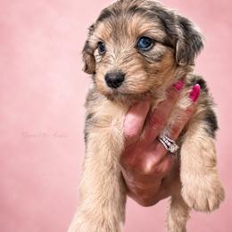 Georgia - Blue merle female Aussiedoodle puppy in Weatherford, Texas from Grand Ole Aussies