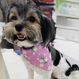 Maci - Parti female Yorkshire Terrier puppy in Collier County, Florida from Star Catcher Pups