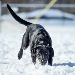 Labrador Retriever All Grown Up from Purpose Bred Labrador Retrievers