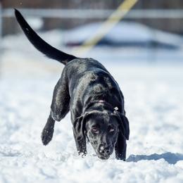 Labrador Retriever All Grown Up from Purpose Bred Labrador Retrievers