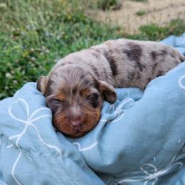 Dolly - Dapple female Dachshund puppy in Anderson, California from Plum Fields Dachshunds