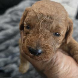 Ginger - Red  female Poodle puppy in Goodyear, Arizona from Moving and Grooving Pups