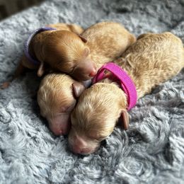 Cavapoo, Havapoo, and Poodle Puppies from West Cobb Dogs