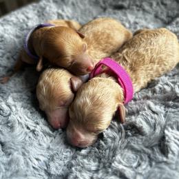 Cavapoo, Havapoo, and Poodle Puppies from West Cobb Dogs