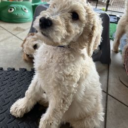 Goldendoodle Puppies from Casita Goldendoodles