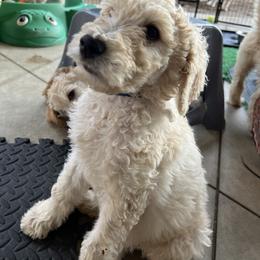 Goldendoodle Puppies from Casita Goldendoodles