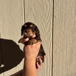 Boy 4 - Chocolate and tan male Dachshund puppy in Modesto, California from Torres Dachshunds