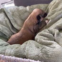 Robbie - Red sable male Havanese puppy in Hudson, New York from Havanese of Claverack and Hudson Valley Labradors