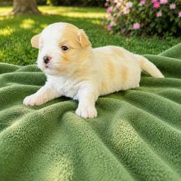 Rio - Cream male Havanese puppy in Bealeton, Virginia from Sonny's Pups