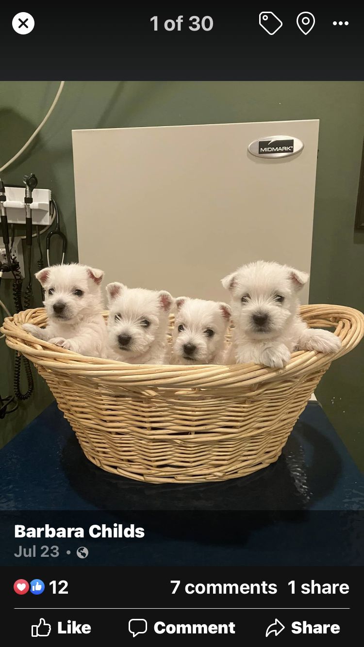 Barbara's West Highland White Terriers in Arkansas | West Highland ...