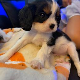 Tiny - Tri-color male Cavalier King Charles Spaniel puppy in Temecula, California from Diamond Cavaliers