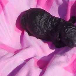 Poodle Puppies from C&K's Poodle Patch