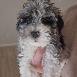 Nevin - Merle male Schnoodle puppy in Galena, Illinois from Perry's doodles
