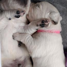 Golden Retrievers from Chantilly Rose Goldens