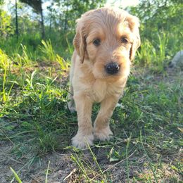 Goldendoodle Puppies from Renegade Retrievers of the North