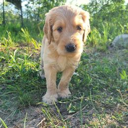 Goldendoodle Puppies from Renegade Retrievers of the North