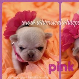 Boy 7 - male Pug puppy in Cleveland, Ohio from Whimsical White Pugs - Quality Comes First