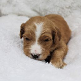 Bernedoodle and Goldendoodle Puppies from Paramount Family Doodles