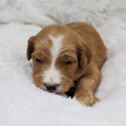 Bernedoodle and Goldendoodle Puppies from Paramount Family Doodles