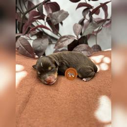 Kiwi - Liver female Miniature Schnauzer puppy in Phoenix, Arizona from Sabrina's Miniature Schnauzers