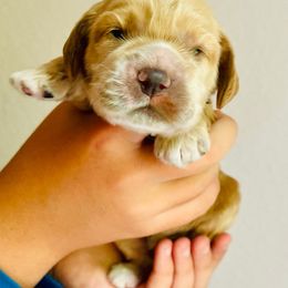 Cocker Spaniel Puppies from Cocker Spaniels