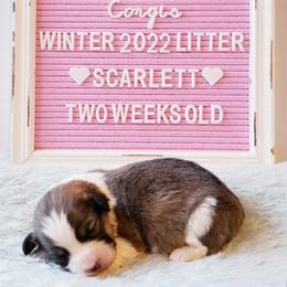 American Corgi and Pembroke Welsh Corgi Puppies from Whimsical Treasure Corgis