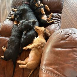 Dachshund Puppies from Mountain Thyme Homestead