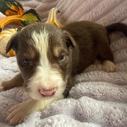 Frank Felipe - White and red male Border Collie puppy in Mckinney, Texas from Border Collies of Ruidoso