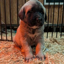 Pink Girl - Gray fawn female Anatolian Shepherd Dog puppy in Jackson, New Jersey from Homestead Heaney