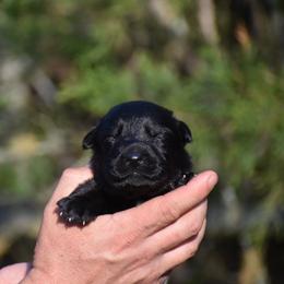 Black male - Black male German Shepherd puppy in Mariana, Florida from Haus M Godwin