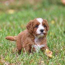 Spiffy - Red male Cavapoo puppy in Narvon, Pennsylvania from Stoltzfus Family Puppies (license number 18844)