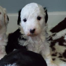 Lola - Black and white female Sheepadoodle puppy in Bellevue, Iowa from Fluffy Wonders Poms and Doodles