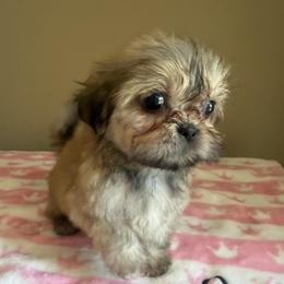 Lea - Black and tan female Shih Tzu puppy in Burlington, North Carolina from Nancy’s Lil’Shih Tzus