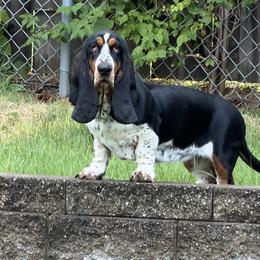 Galadriel - Basset Hound