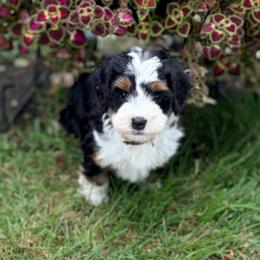 Rex - Tri-color male Bernedoodle puppy in Lincoln, Nebraska from GRand Doodles