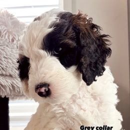Sheepadoodle Puppies from Maplesierradoodles