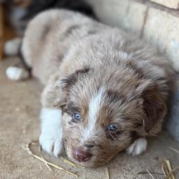 Dolly - Red merle female Australian Shepherd puppy in Roff, Oklahoma from Circle J Aussies