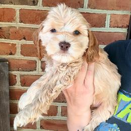 Solomon (red) - Buff male Cockapoo puppy in Denver, Pennsylvania from Greenview Puppies