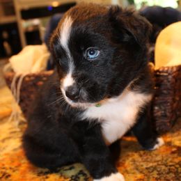 Valor - Black & white male Australian Shepherd puppy in Plantersville, Texas from Jak Se Auss