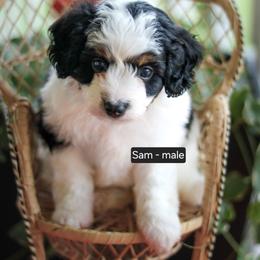 Sam - Black tri-color male Aussiedoodle puppy in Crete, Nebraska from Doodles & Co