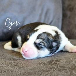 Gale - Agouti and white female Alaskan Malamute puppy in Brookwood, Alabama from Sunset Malamutes