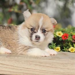 TinkerBell - Red female Pembroke Welsh Corgi puppy in Caliente, California from Rafter Cross 7
