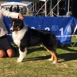 Sport - Australian Shepherd