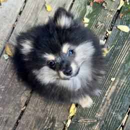 Black boy with white mismarks 5oz 1day old - Black male Pomeranian puppy in Madison, Ohio from PawSitive Therapy Pomeranians