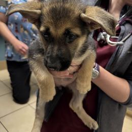 Elsie-S - Black and tan female German Shepherd puppy in Perkasie, Pennsylvania from Twila Ruth Herot
