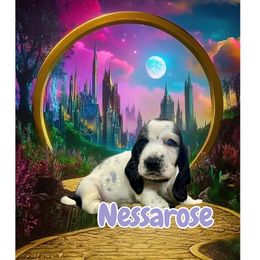 Nessarose - Black and white female Basset Hound puppy in Dingess, West Virginia from Tuckers' Howling Hounds