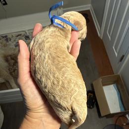Blue Collar - Cream male Goldendoodle puppy in Portland, Tennessee from Happy_Tails_by_TJ