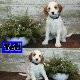 Bernedoodle and Goldendoodle Puppies from Dolly's Doodles